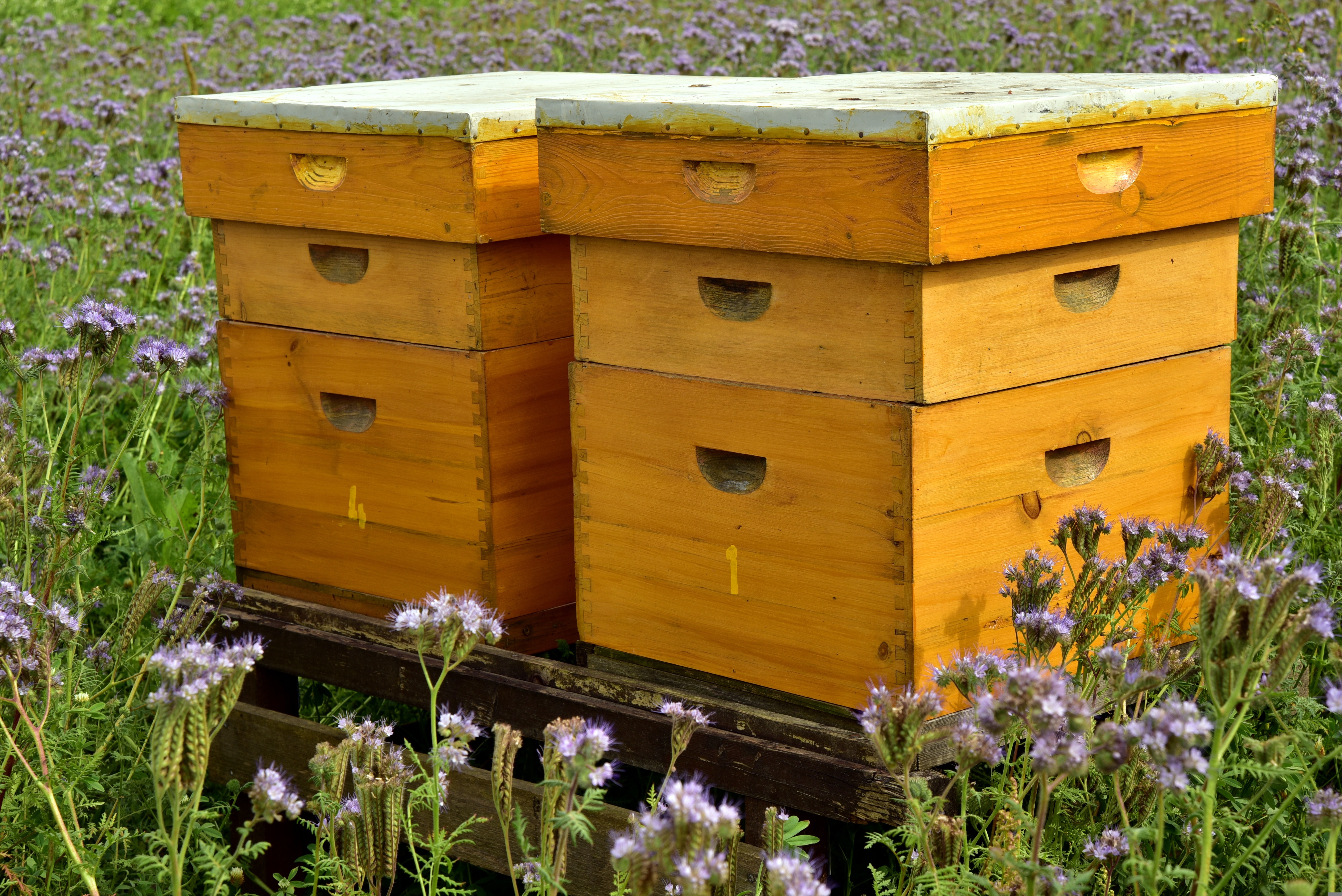 Beekeeper reviewing printed playbooks and checklists near a hive